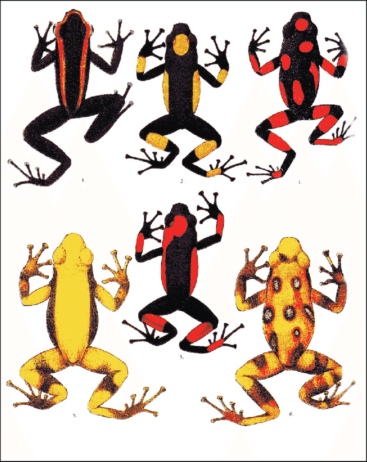 734x924 poison dart frogs from proceedings of the scientific meetings - Poison Dart Frog Drawing