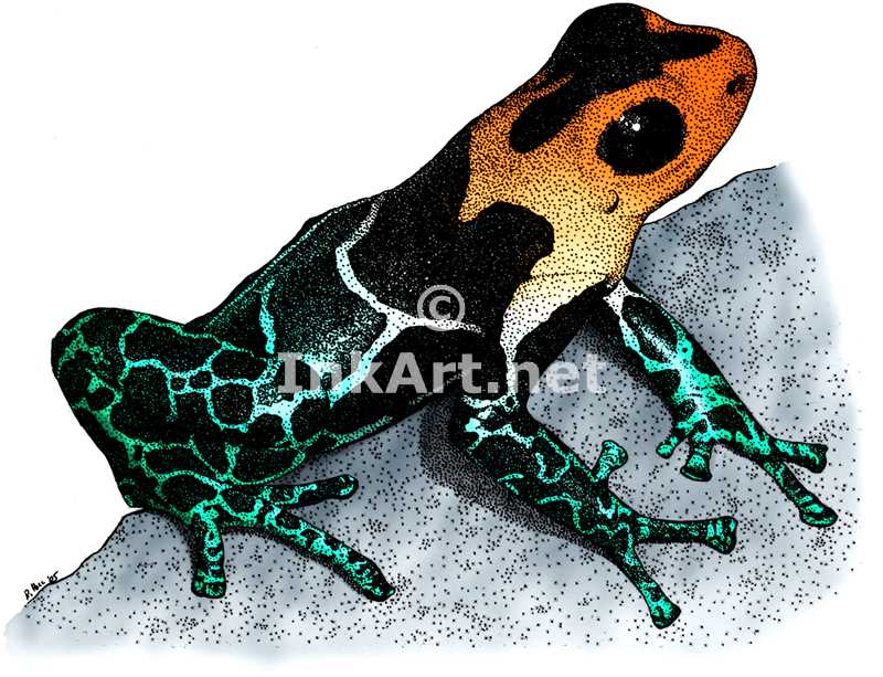 Poison Dart Frog Drawing at Explore collection of