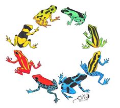 235x211 scientific illustration magpie feathers blue poison dart frog - Poison Dart Frog Drawing