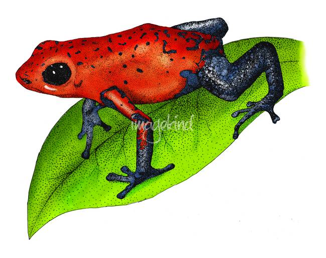 650x515 Strawberry Poison Dart Frog - Poison Dart Frog Drawing