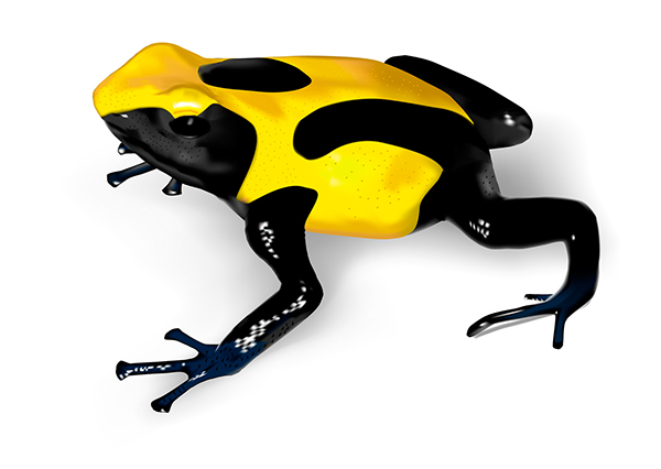 600x426 templating for poison dart frogs illustrations on wacom gallery - Poison Dart Frog Drawing