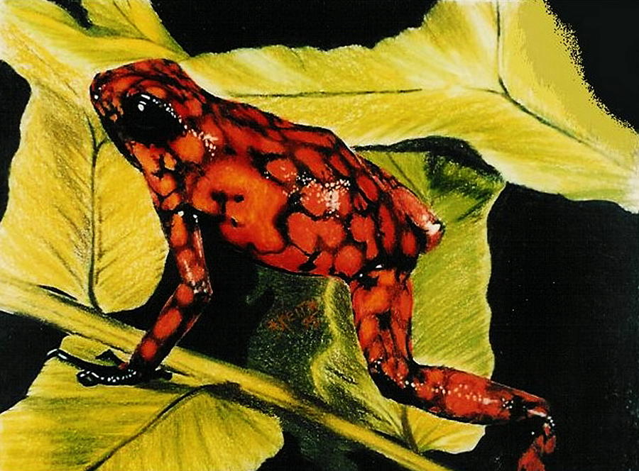 900x664 Venezuelan Poison Dart Frog Drawing - Poison Dart Frog Drawing
