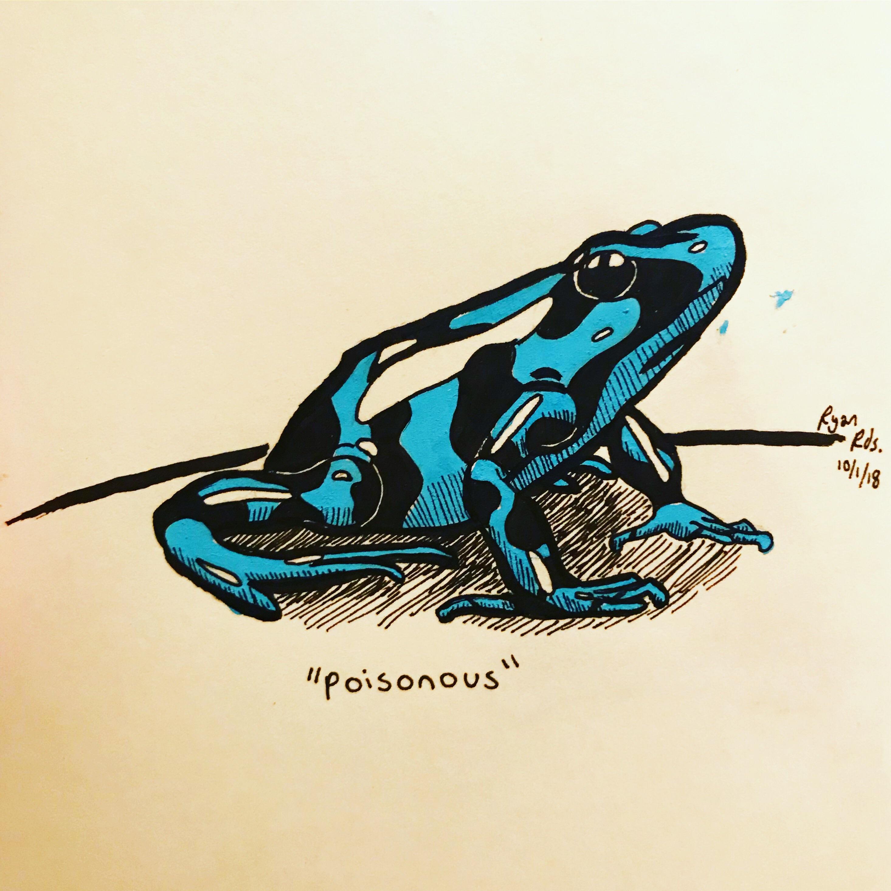 2931x2931 Day Poison Dart Frog Drawing - Poison Dart Frog Drawing