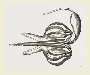 300x250 poison drawings fine art america - Poison Drawing