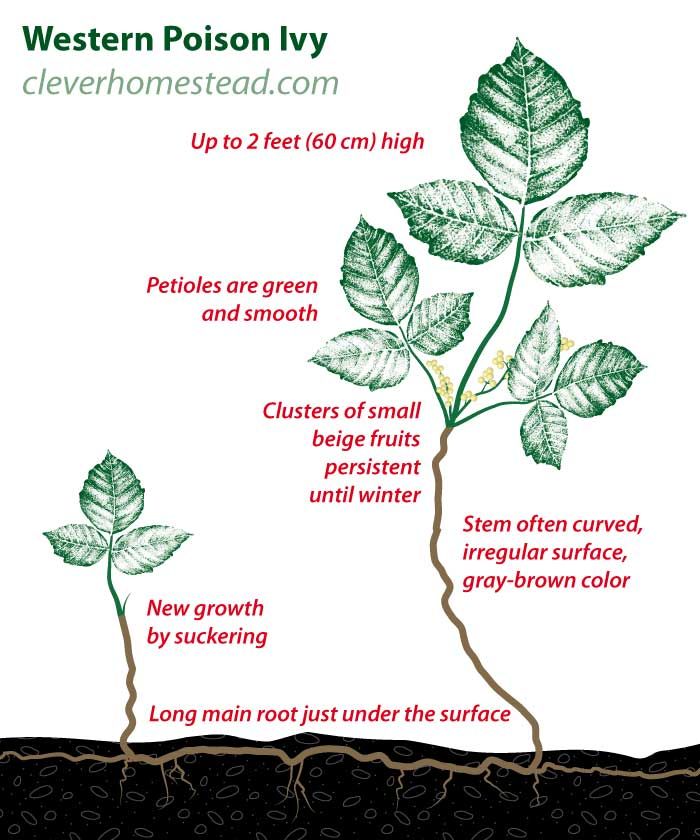 700x840 nonclimbing poison ivy - Poison Ivy Plant Drawing