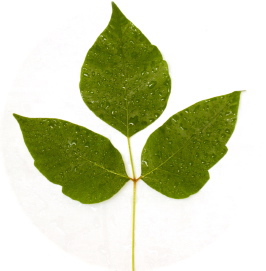 266x271 on getting over poison ivy - Poison Ivy Plant Drawing