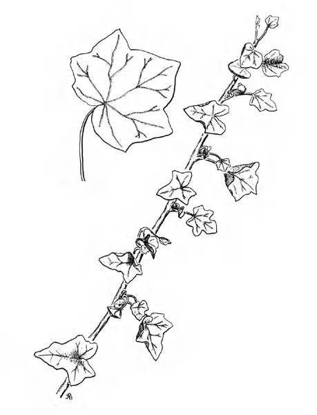 459x600 ink in poison ivy, bobby pins - Poison Ivy Plant Drawing