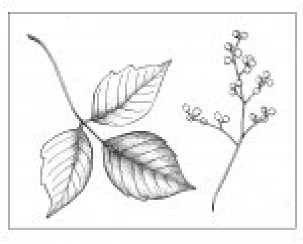 600x484 poison ivy the outside story - Poison Ivy Plant Drawing