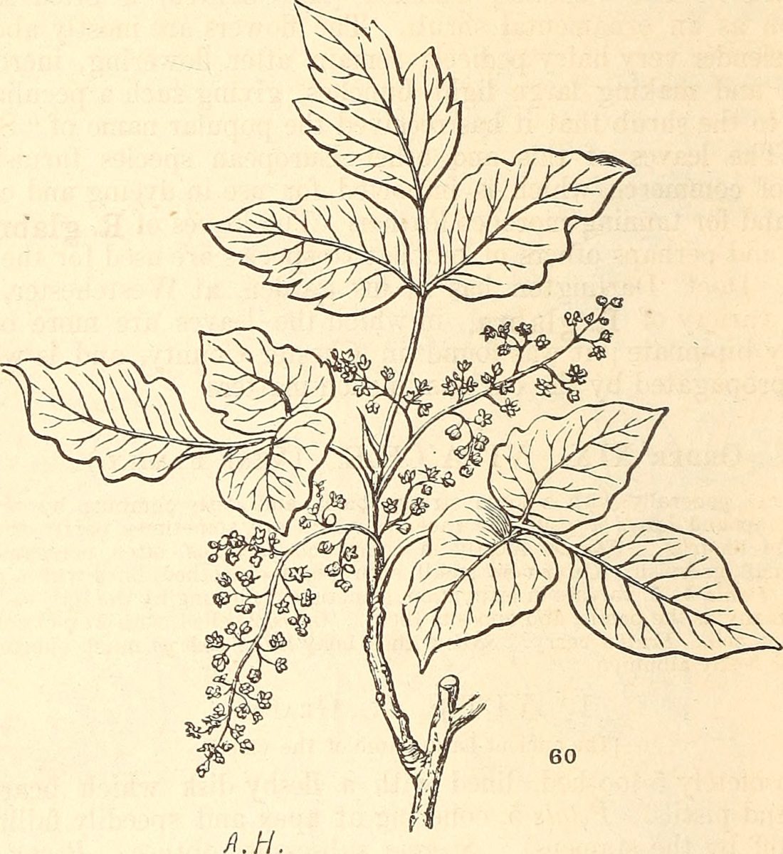 Poison Ivy Plant Drawing at Explore collection of