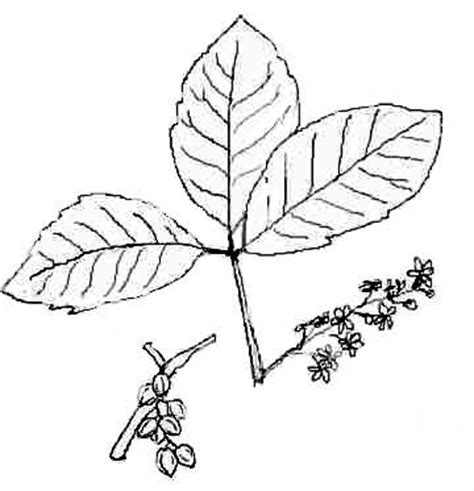 474x491 poison ivy plant drawing - Poison Ivy Plant Drawing
