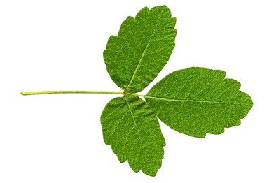 394x262 poison ivy - Poison Ivy Plant Drawing