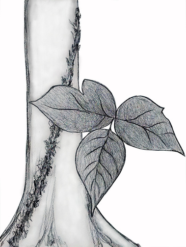 379x503 priscilla hollingsworth news - Poison Ivy Plant Drawing