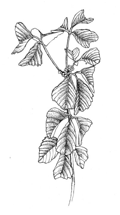 403x720 botanical studies in pen and ink - Poison Ivy Plant Drawing