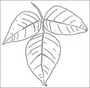 288x280 Recognizing Poisonous Plants - Poison Ivy Plant Drawing