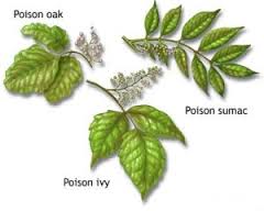 240x192 three ways to irritate a field biologist poison oak, ivy - Poison Ivy Plant Drawing