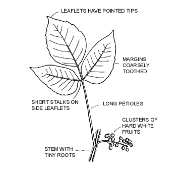 363x337 tips to identify poison ivy - Poison Ivy Plant Drawing