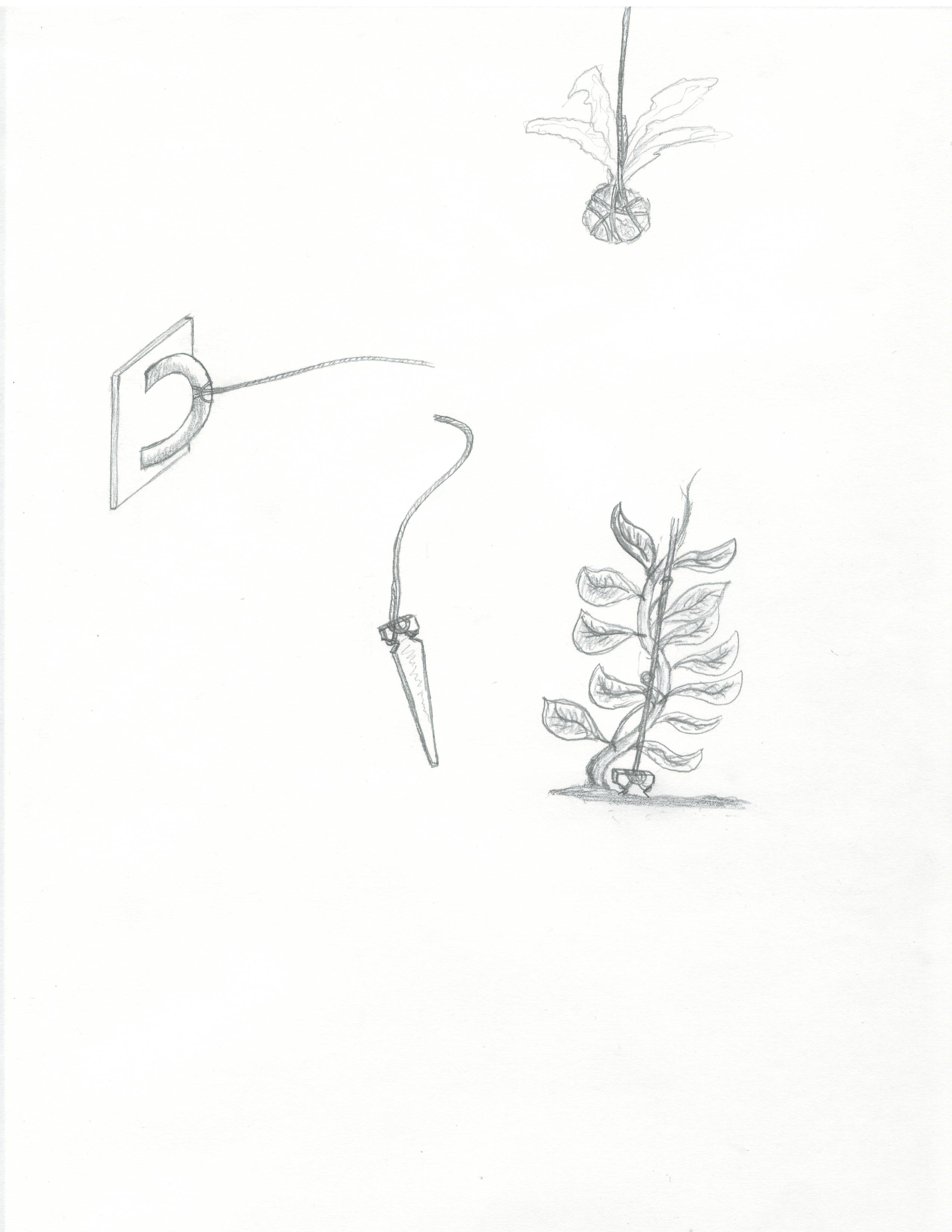 2550x3299 poison ivy making space and place - Poison Ivy Plant Drawing