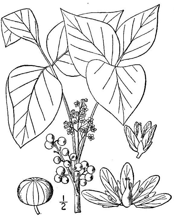 579x717 dangerous plants to touch nature's restaurant a complete wild - Poison Ivy Plant Drawing