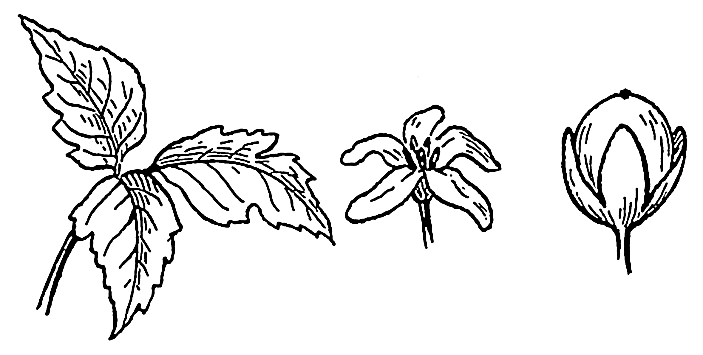 2357x1192 filepoison ivy - Poison Ivy Plant Drawing