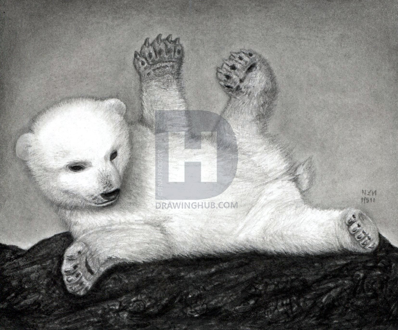 1655x1374 how to draw a polar bear cub, polar bears, step - Polar Bear Cub Drawing