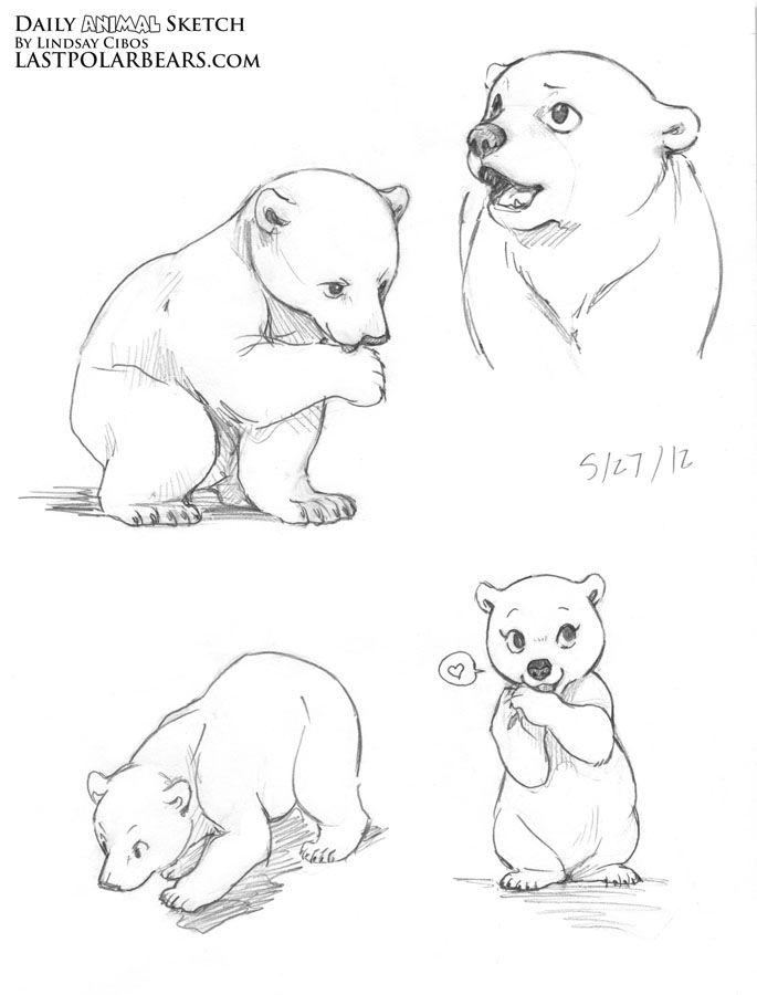 685x900 lindsay cibos' art blog daily animal sketch polar bear cubs - Polar Bear Cub Drawing