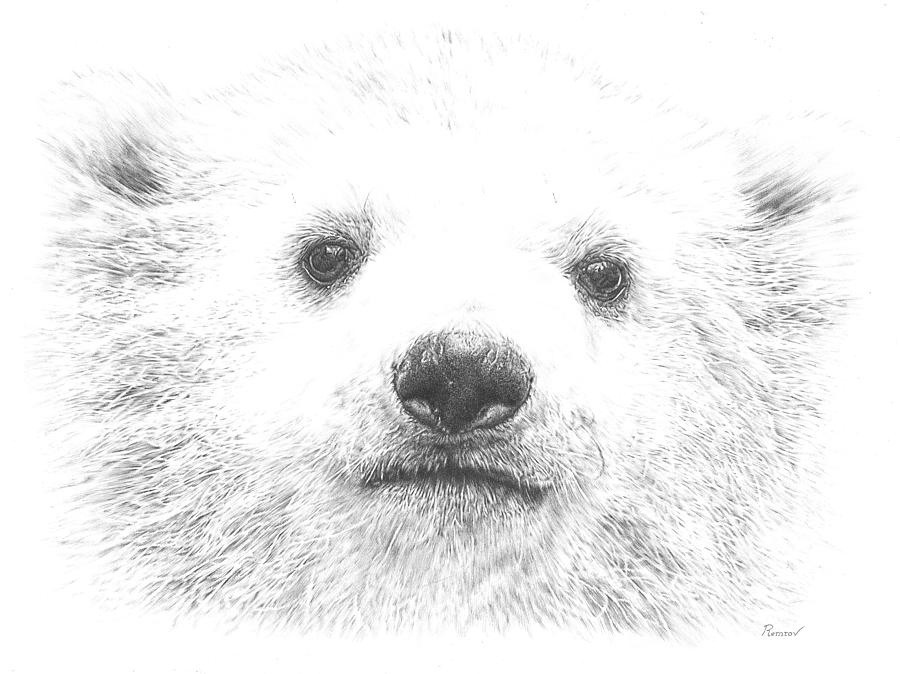 900x674 Polar Bear Cub Drawing - Polar Bear Cub Drawing