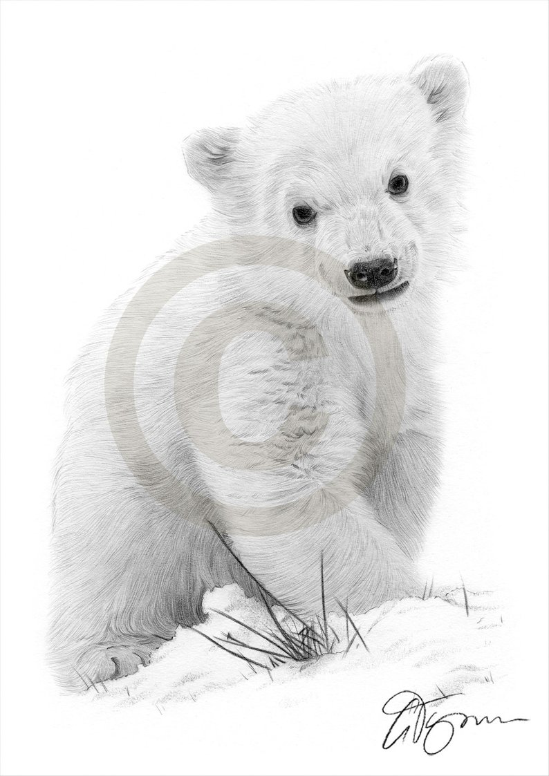 794x1123 polar bear cub artwork pencil drawing print wildlife art etsy - Polar Bear Cub Drawing