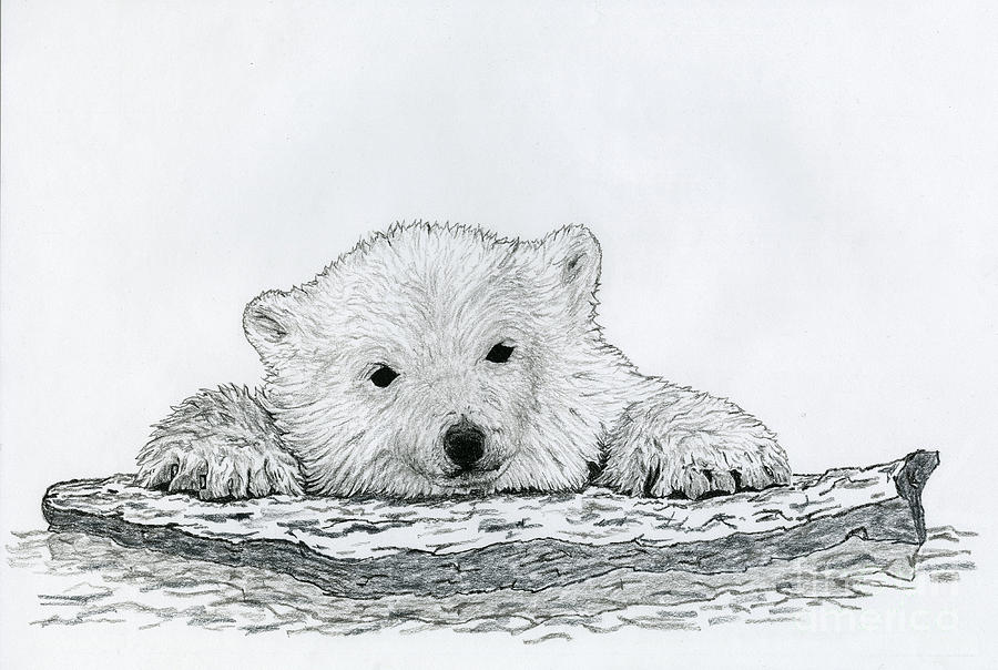 900x604 polar bear cubs drawing - Polar Bear Cub Drawing