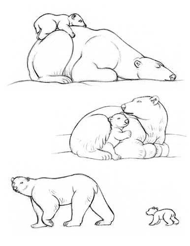 386x500 polar pen in just cute polar bear drawing, bear drawing - Polar Bear Cub Drawing
