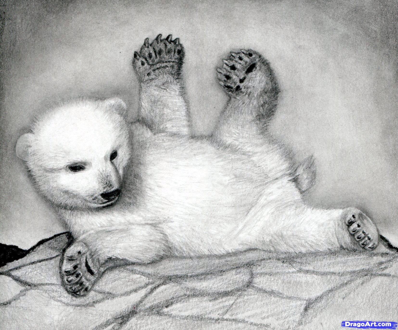 Polar Bear Cub Drawing at Explore collection of