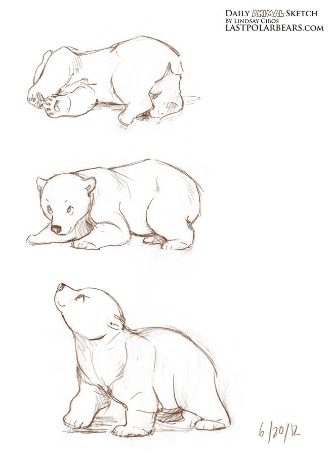 652x900 Daily Animal Sketch Drawing Animal Sketches, Bear Sketch - Polar Bear Cub Drawing