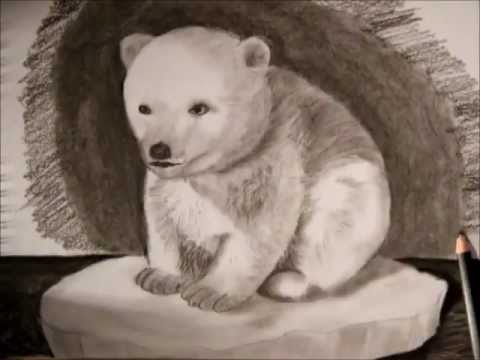 480x360 Drawing A Polar Bear Cub - Polar Bear Cub Drawing