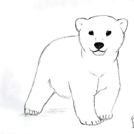 440x440 Polar Bear Drawing Cute - Polar Bear Cute Drawing
