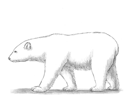 550x425 How To Draw A Polar Bear - Polar Bear Drawing