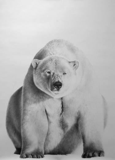 375x522 Life Size Polar Bear Drawing - Polar Bear Drawing