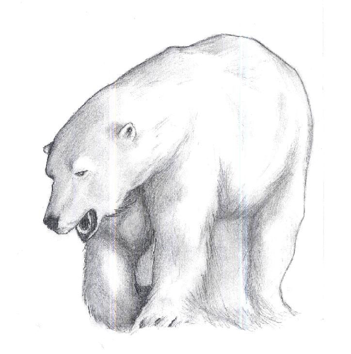 724x729 Polar Bear Drawing, Pencil, Sketch, Colorful, Realistic Art Images - Polar Bear Drawing