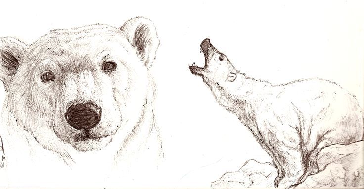 736x383 polar pen bears bear sketch, polar bear drawing, bear drawing - Polar Bear Drawing