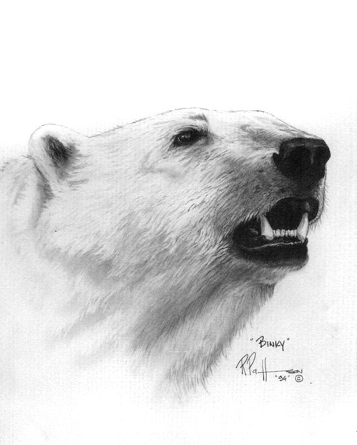 723x900 Scent In The Air Polar Bear Drawing - Polar Bear Drawing