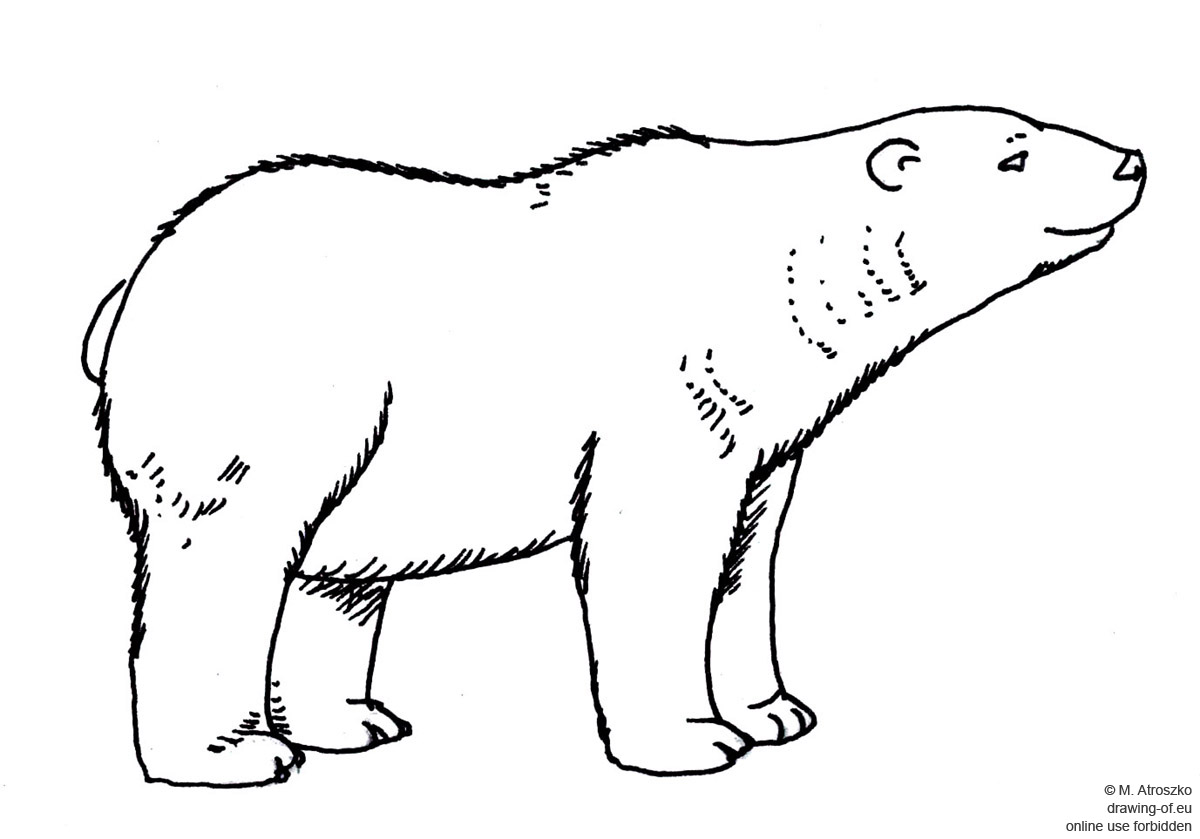 1200x839 Drawing Of Polar Bear Drawing Of Eu - Polar Bear Drawing