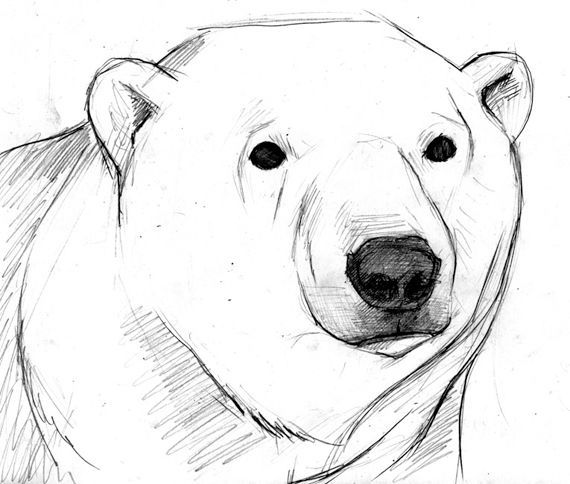 570x484 Polar Bear Face Drawing - Polar Bear Drawing