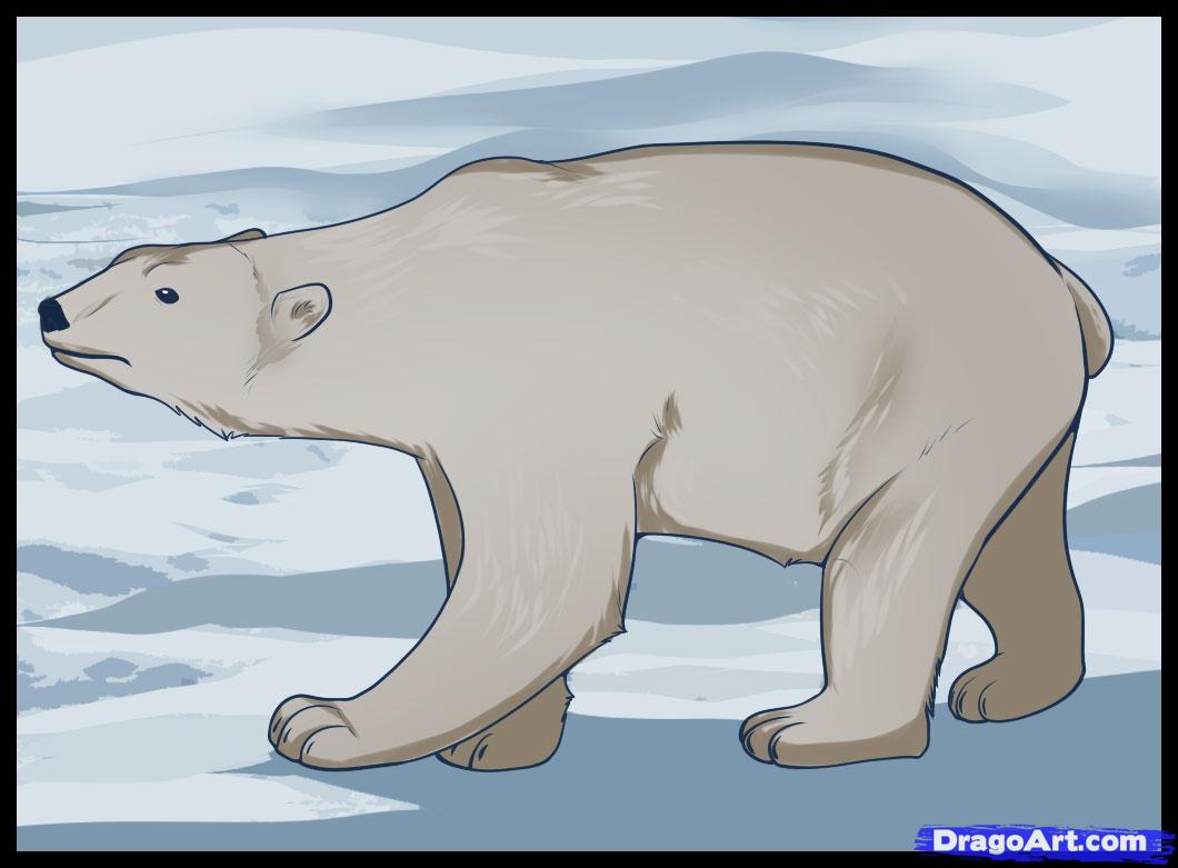 1060x781 How To Draw A Polar Bear, Step - Polar Bear Drawing