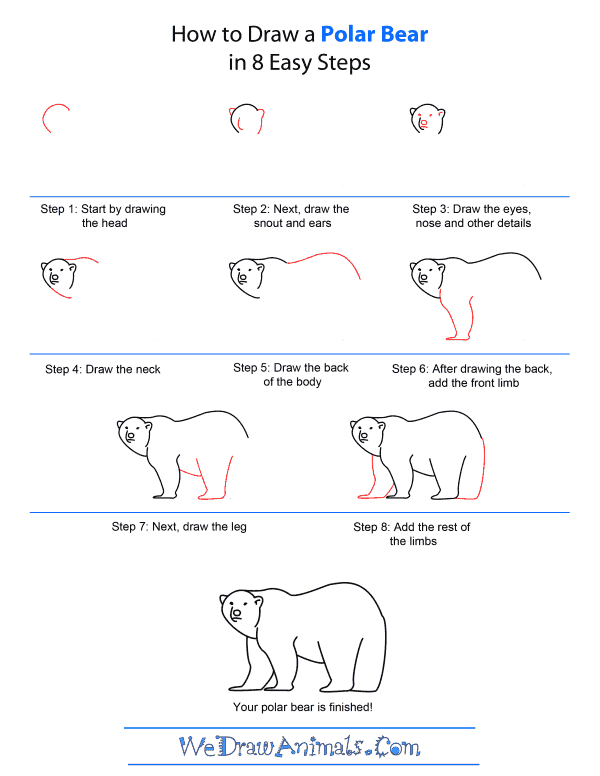 600x776 How To Draw A Polar Bear - Polar Bear Drawing Easy