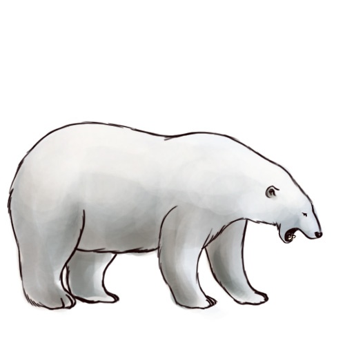 500x500 Best Photos Of Polar Bear Drawings - Polar Bear Drawing Easy