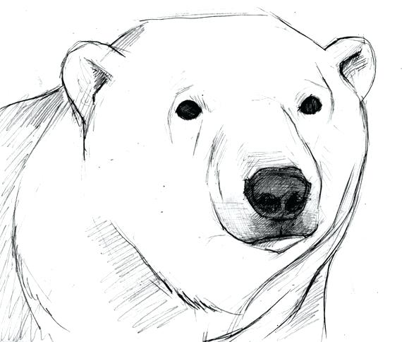 Polar Bear Drawing Easy at PaintingValley.com | Explore collection of ...