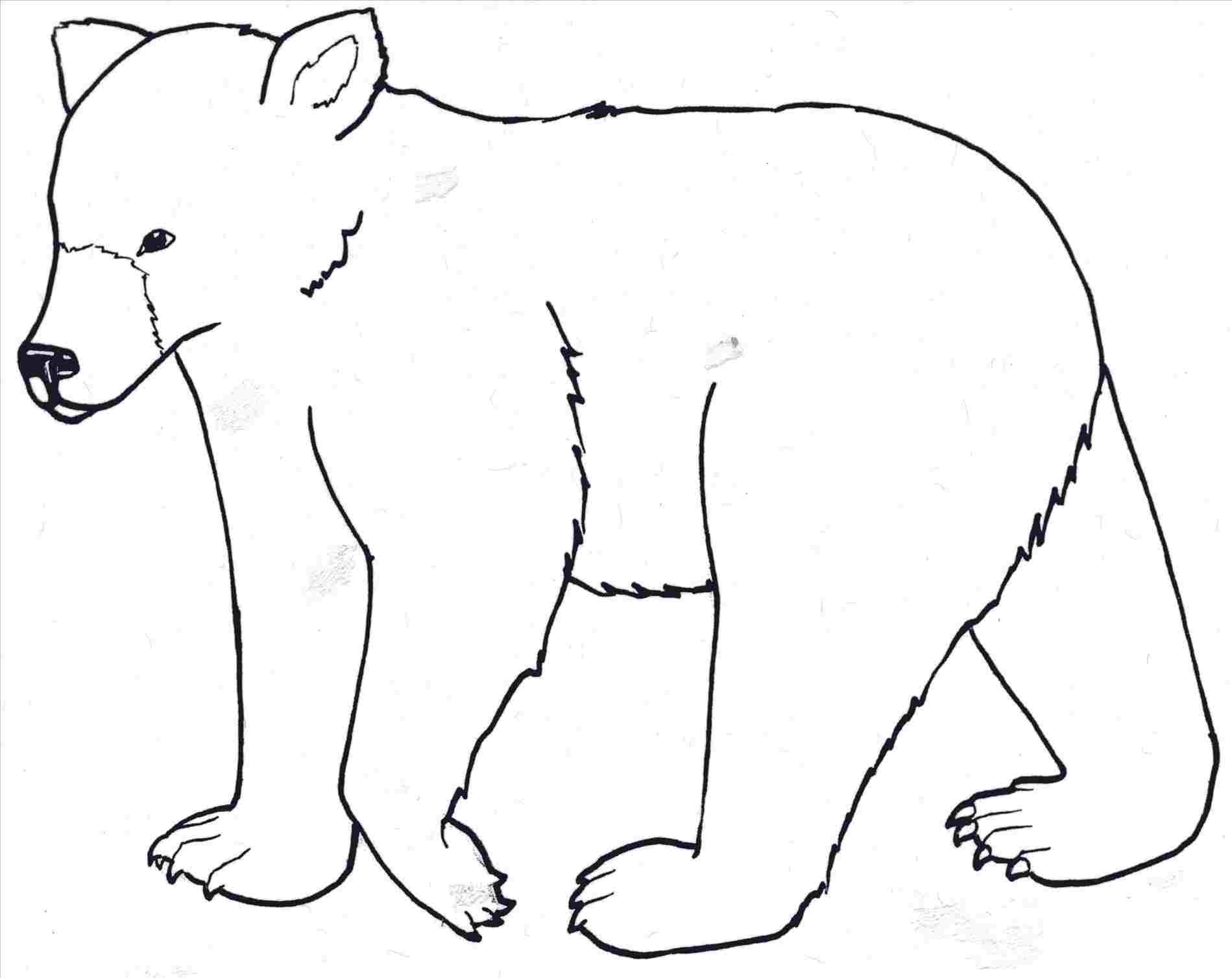 1899x1508 polar bears drawing to draw a polar bear realistic - Polar Bear Drawing Easy