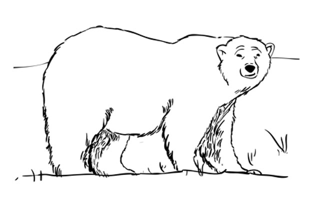 640x400 How To Draw A Polar Bear Step - Polar Bear Drawing Step By Step