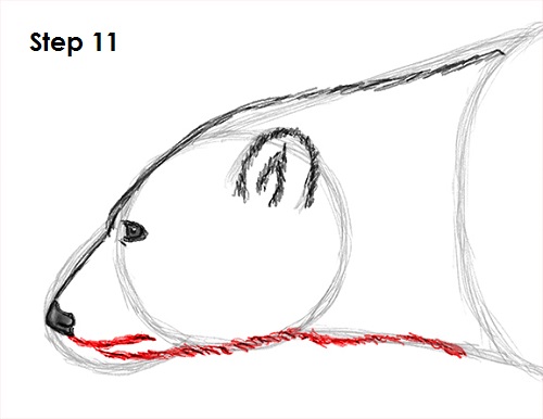 500x386 How To Draw A Polar Bear - Polar Bear Drawing Step By Step