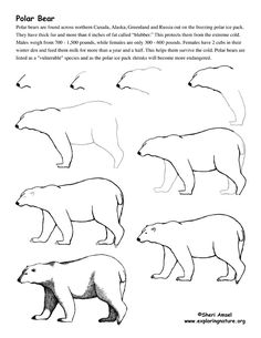 236x305 how to draw a polar bear instructions sheet - Polar Bear Drawing Step By Step