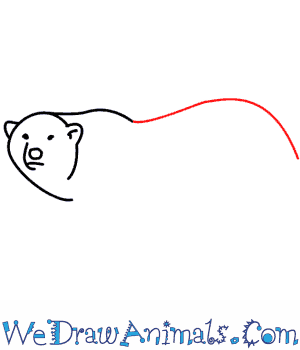 300x350 How To Draw A Polar Bear - Polar Bear Drawing Step By Step