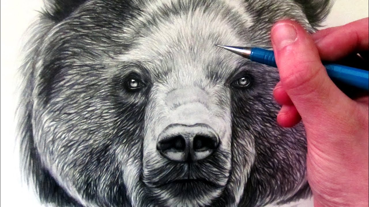 1280x720 How To Draw A Bear - Polar Bear Face Drawing